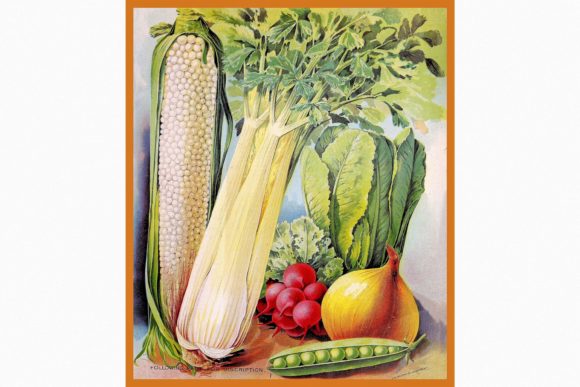 Download Vintage Seed Catalog - Cat Collection